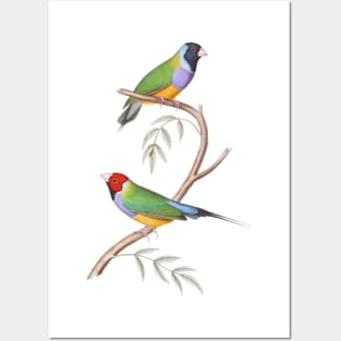 Gouldian Finch Endangered Bird Australian Posters and Art